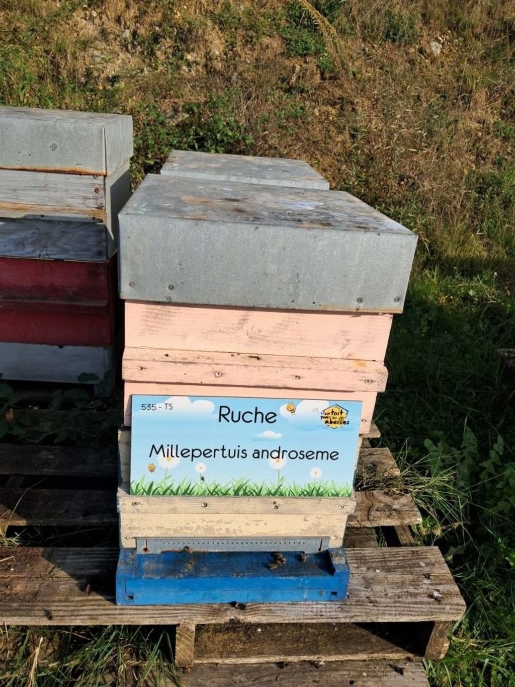 La ruche Millepertuis androseme