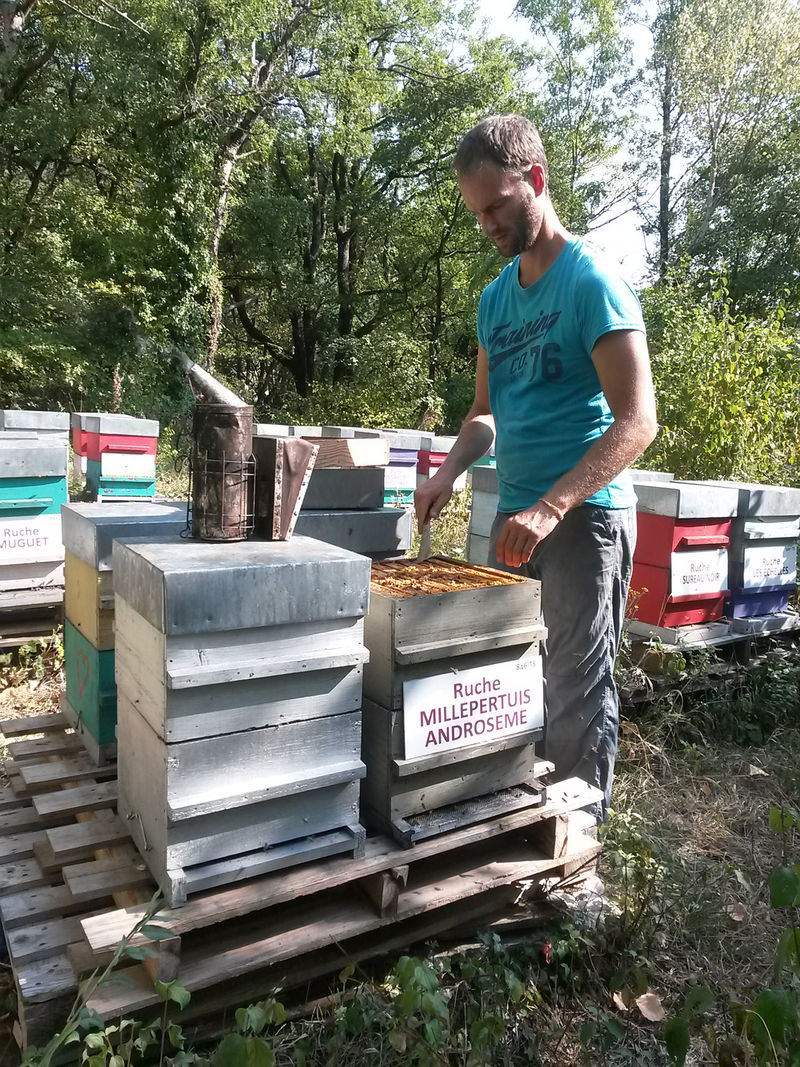 La ruche Millepertuis androseme