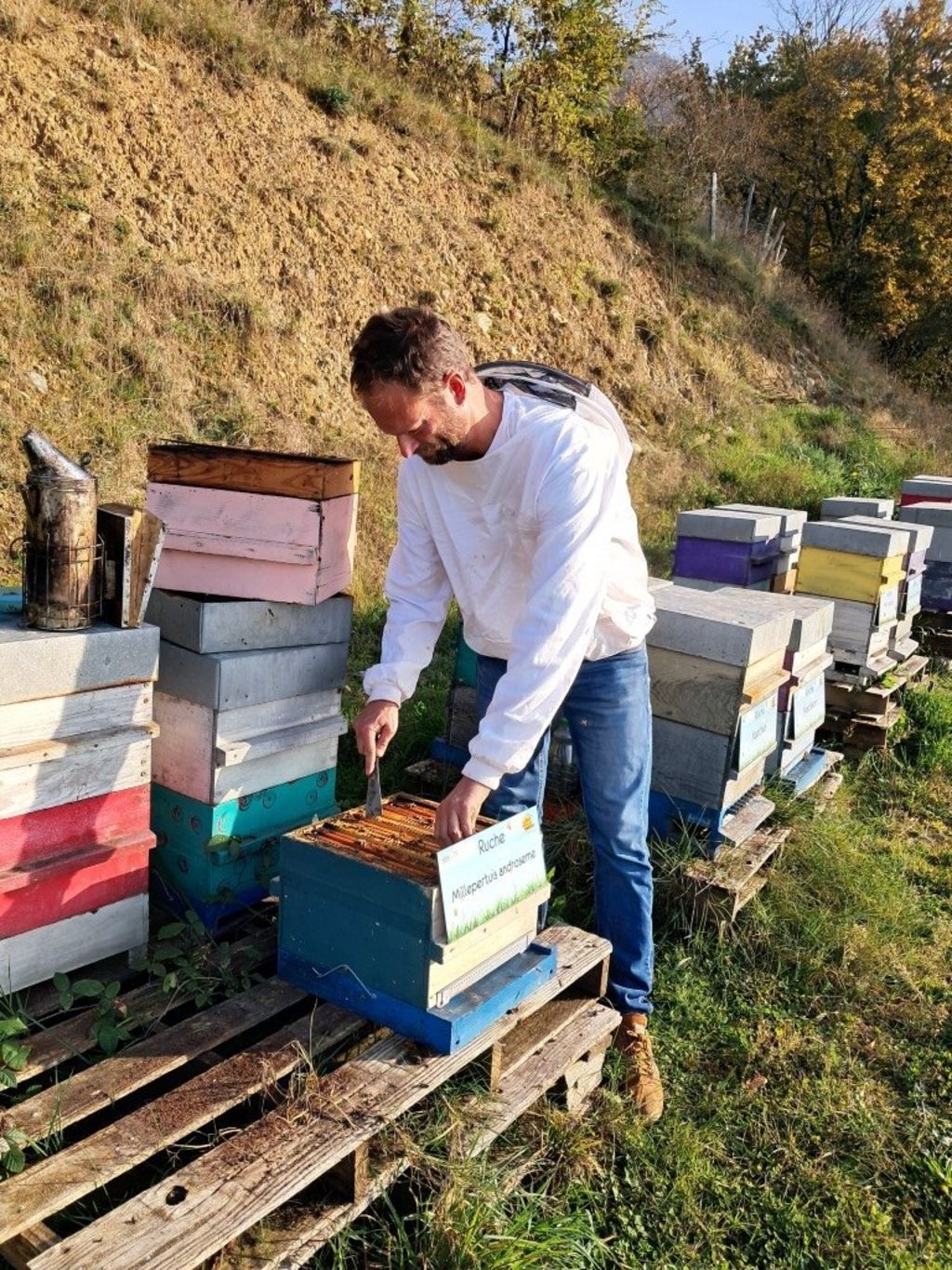 La ruche Millepertuis androseme