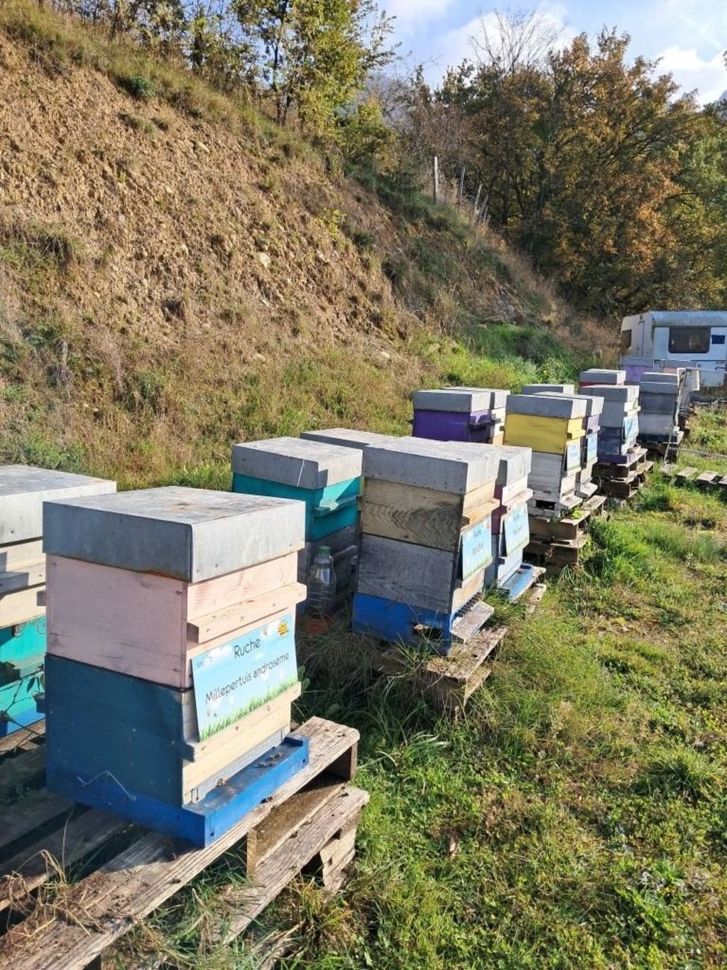 La ruche Millepertuis androseme