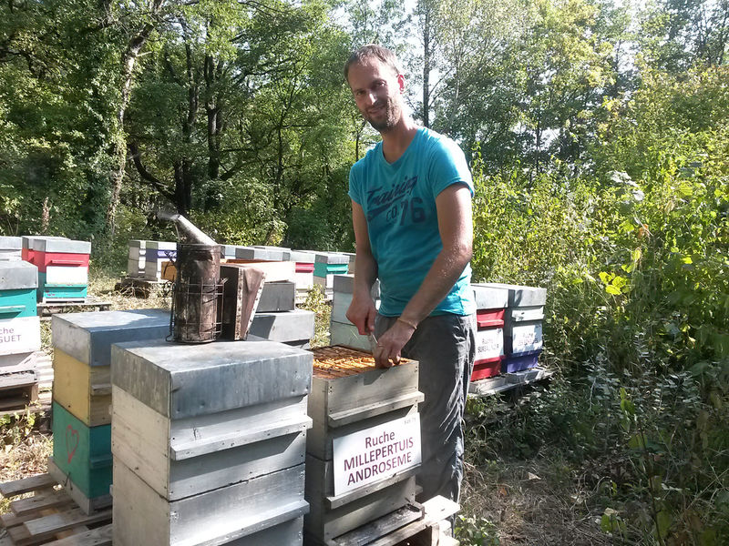 La ruche Millepertuis androseme