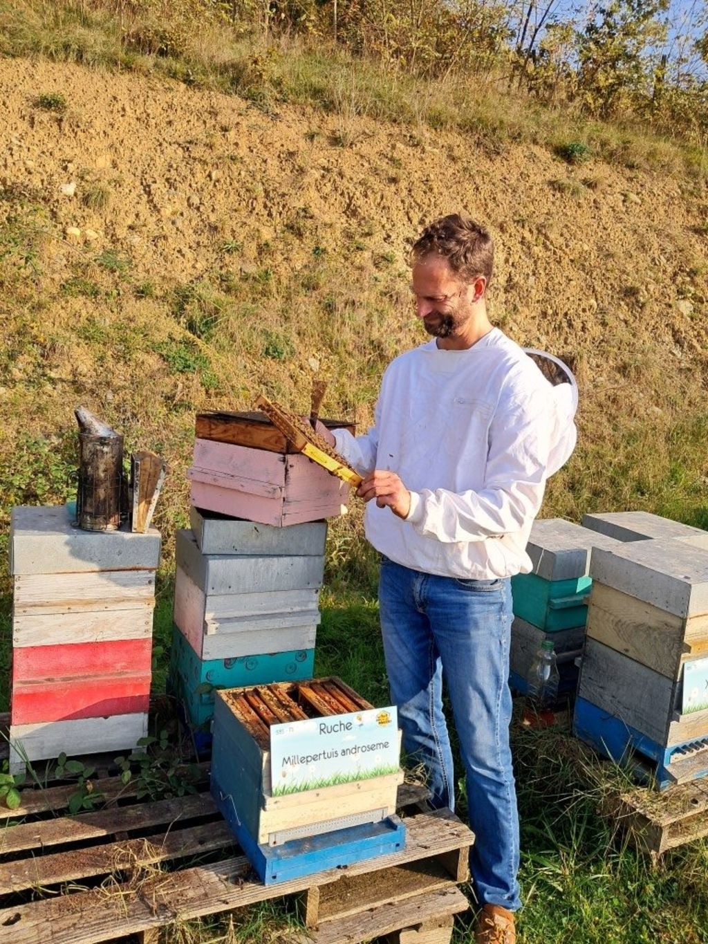 La ruche Millepertuis androseme