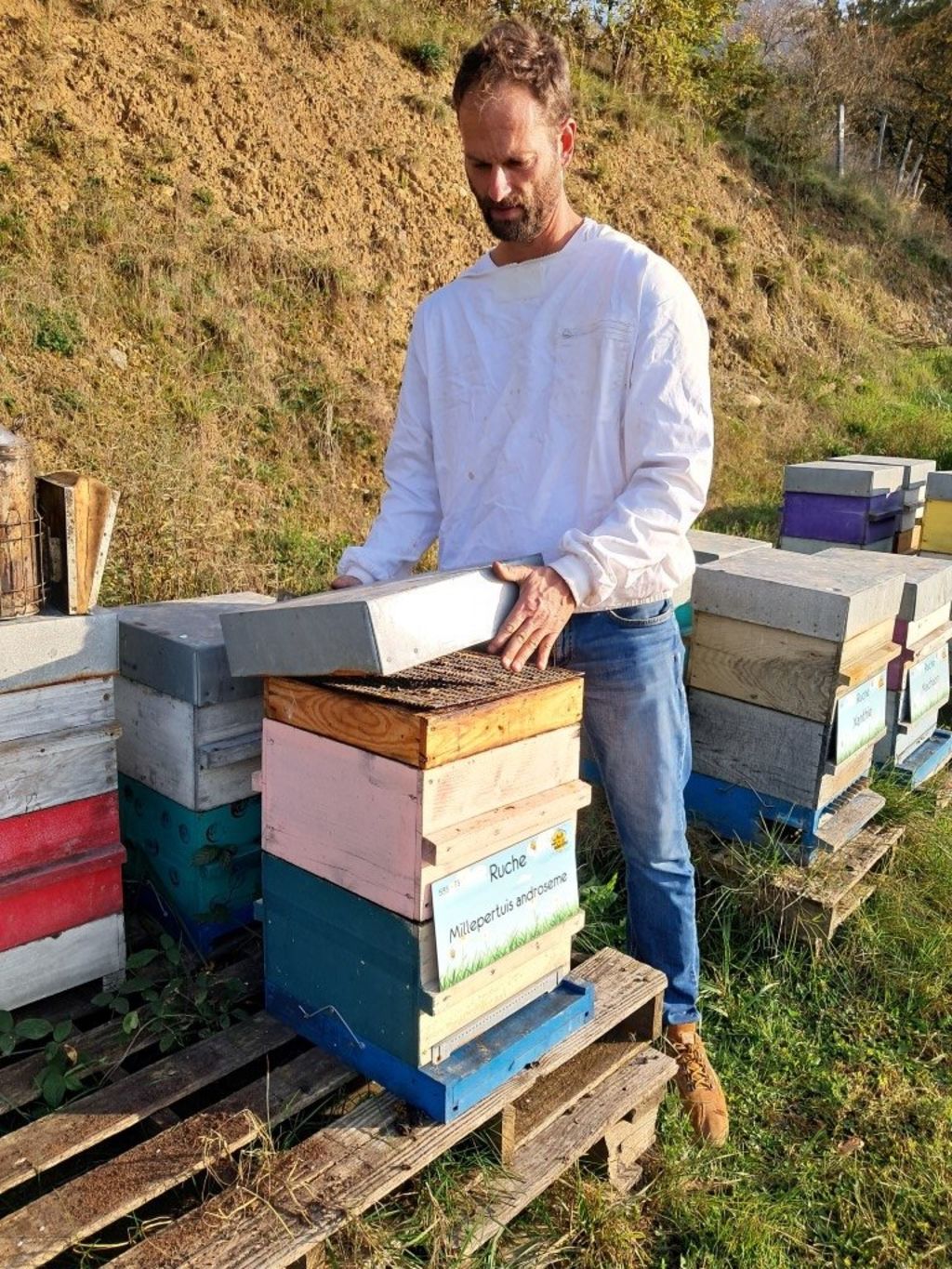 La ruche Millepertuis androseme