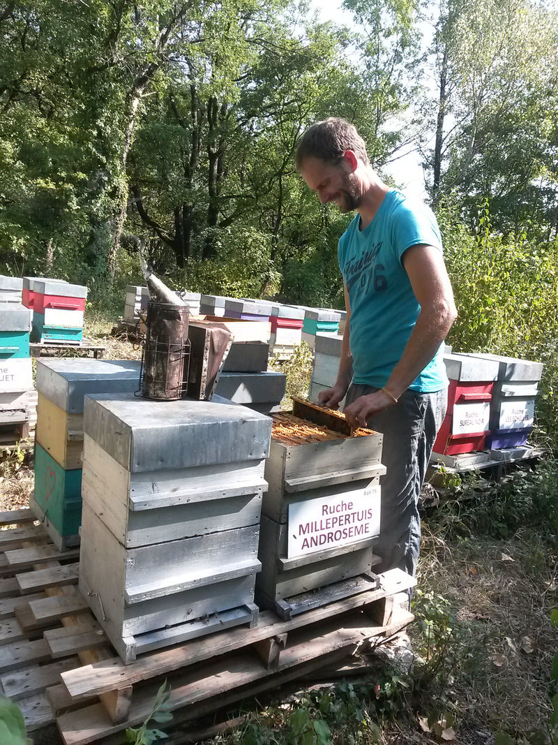 La ruche Millepertuis androseme