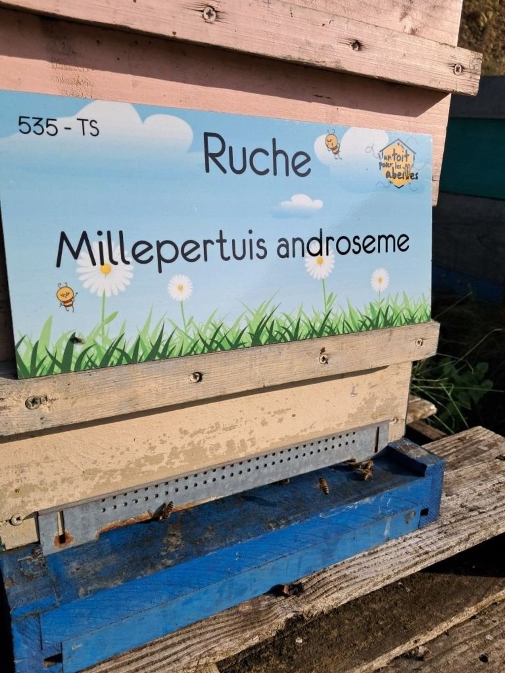 La ruche Millepertuis androseme