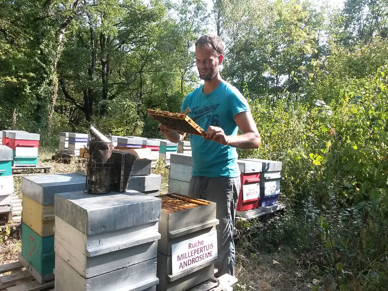 La ruche Millepertuis androseme