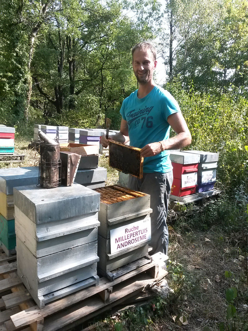 La ruche Millepertuis androseme