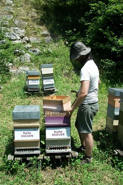 La ruche Muflier