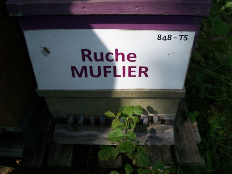 La ruche Muflier