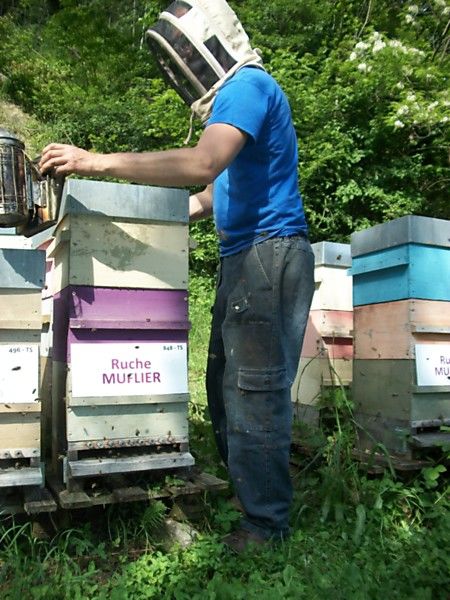 La ruche Muflier