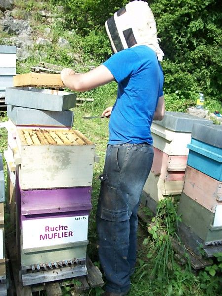 La ruche Muflier