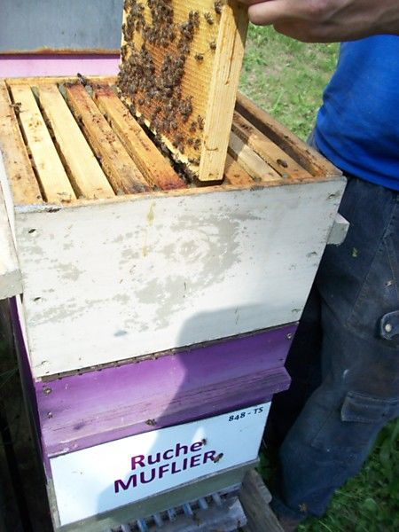 La ruche Muflier