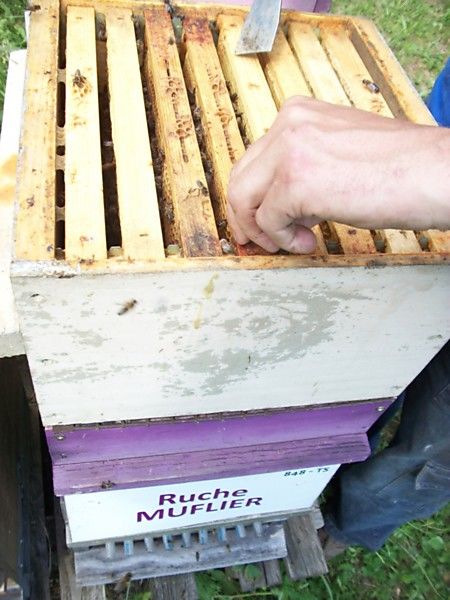La ruche Muflier