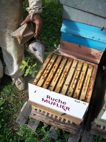 La ruche Muflier