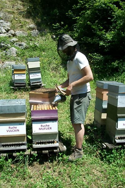 La ruche Muflier