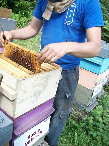 La ruche Muflier