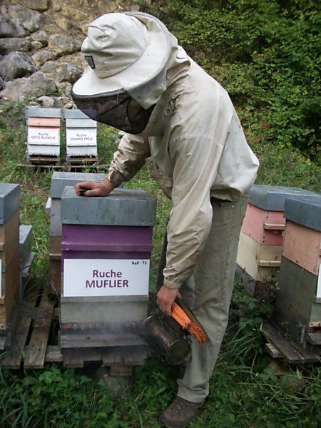 La ruche Muflier