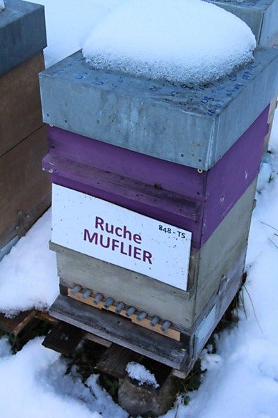 La ruche Muflier