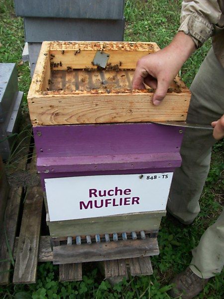 La ruche Muflier