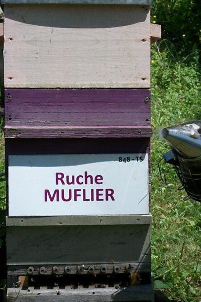 La ruche Muflier