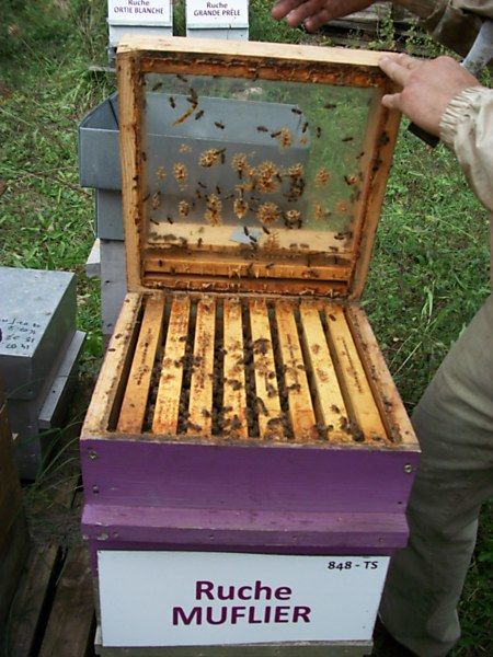 La ruche Muflier