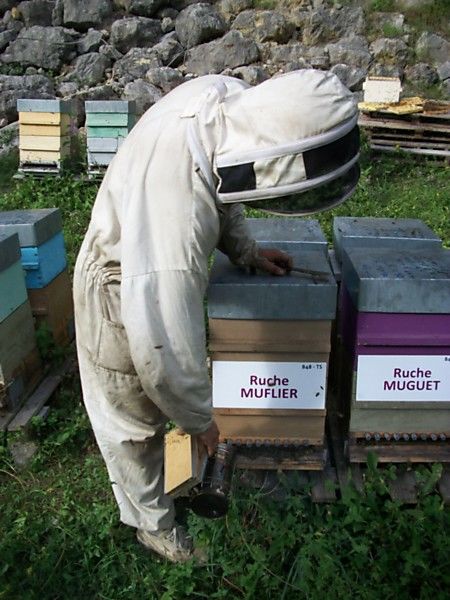 La ruche Muflier