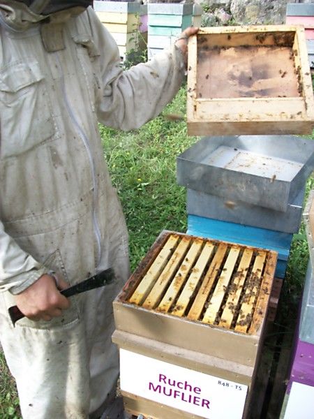 La ruche Muflier