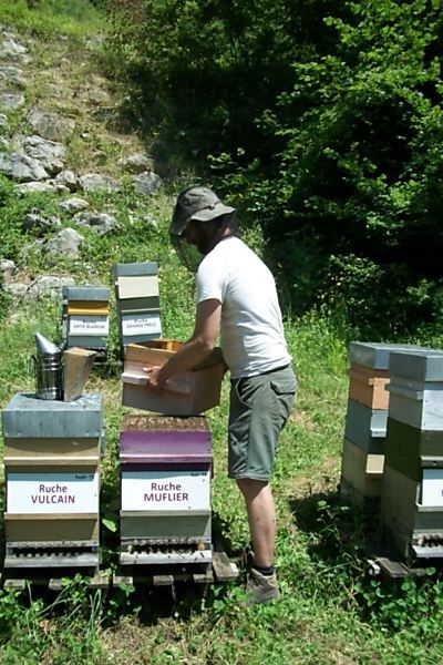 La ruche Muflier