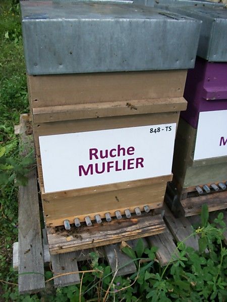 La ruche Muflier