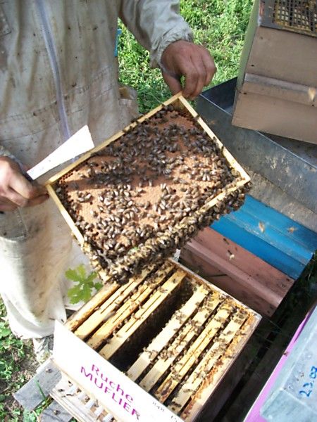 La ruche Muflier