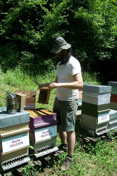 La ruche Muflier