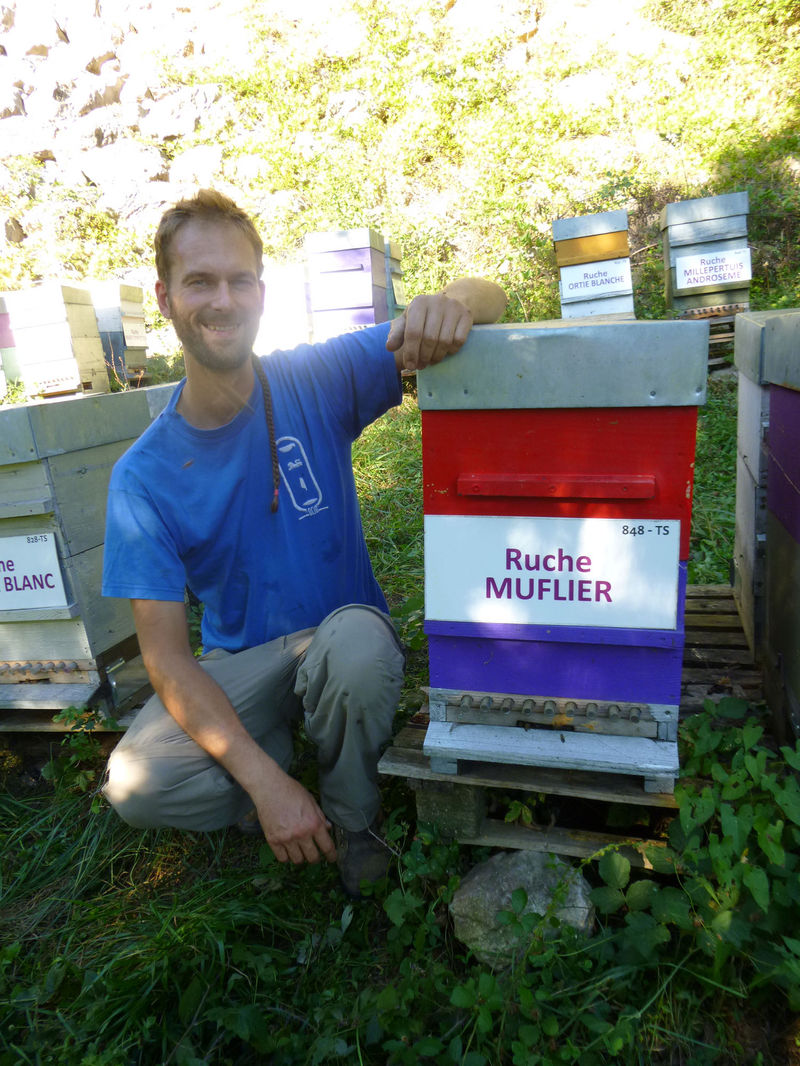 La ruche Muflier