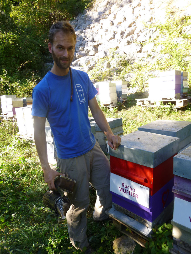 La ruche Muflier