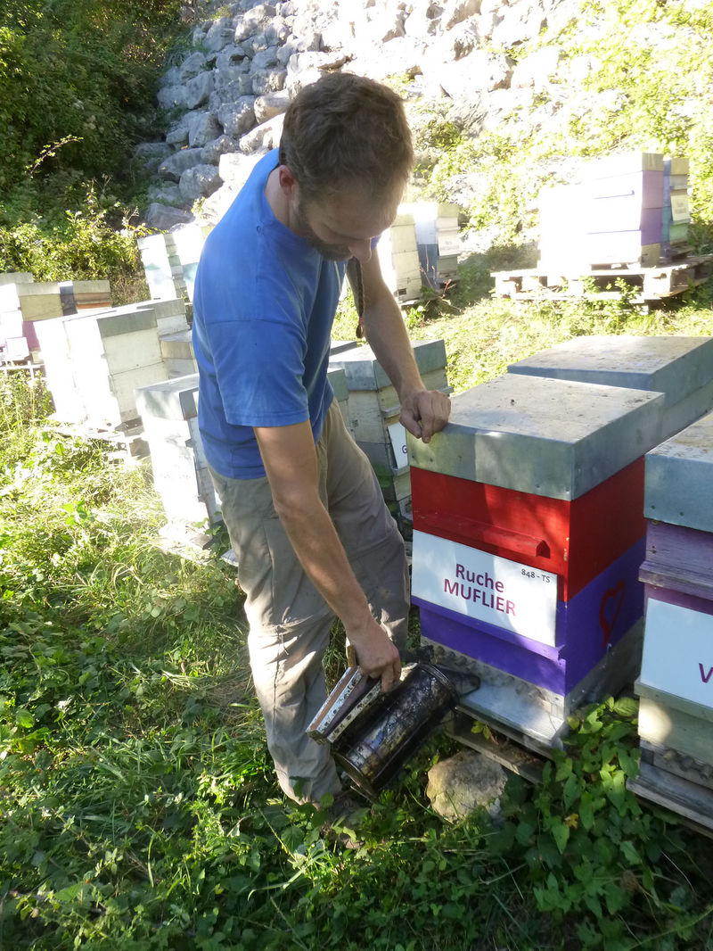 La ruche Muflier