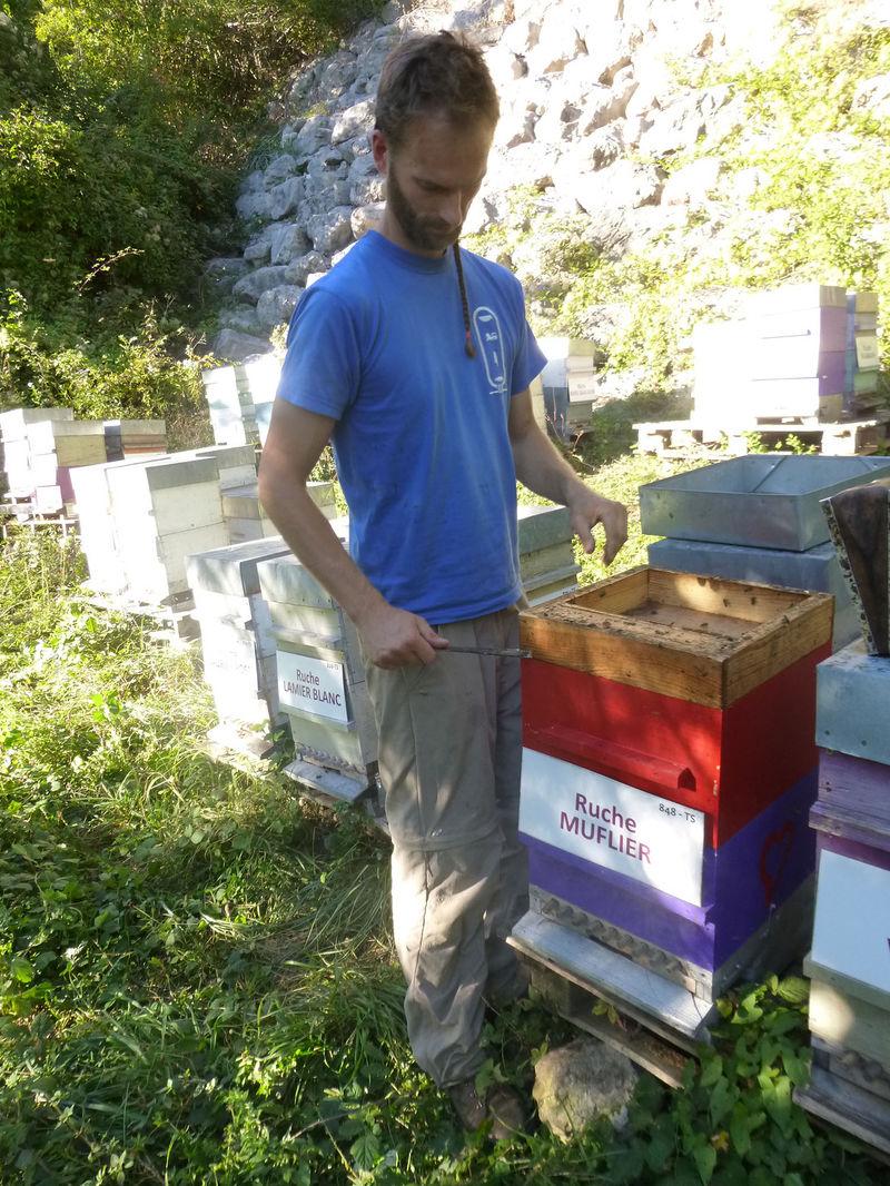 La ruche Muflier