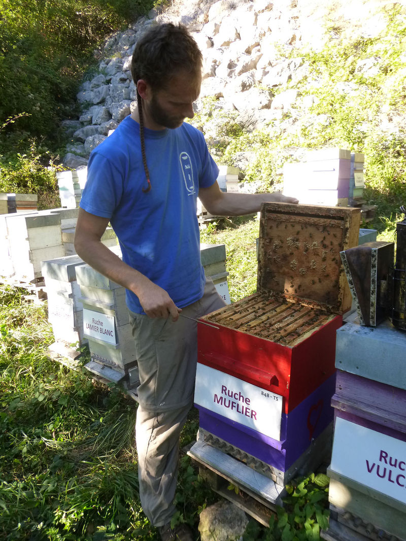 La ruche Muflier