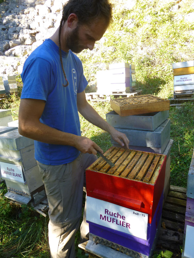 La ruche Muflier