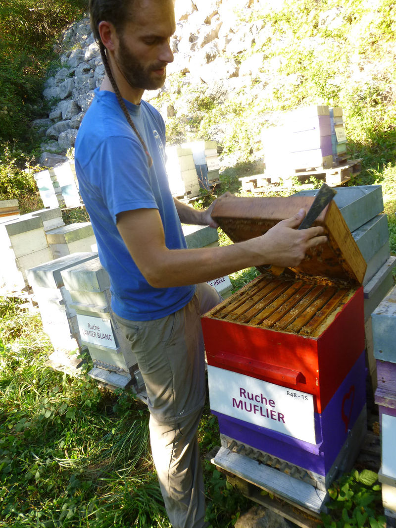 La ruche Muflier