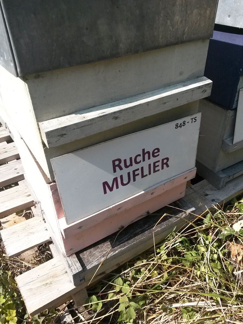 La ruche Muflier