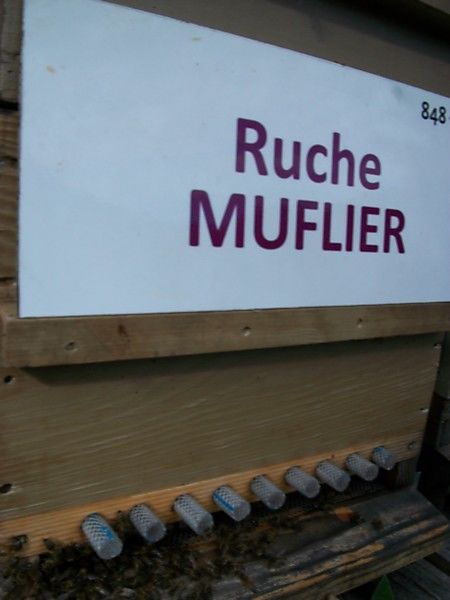 La ruche Muflier