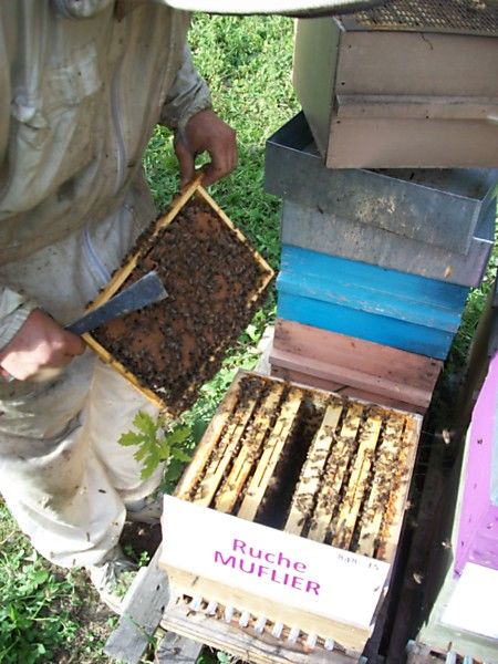 La ruche Muflier