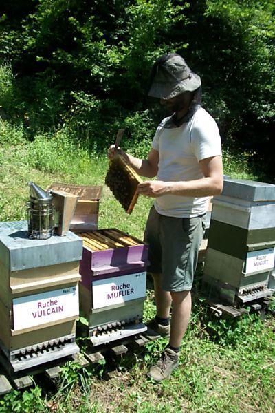La ruche Muflier