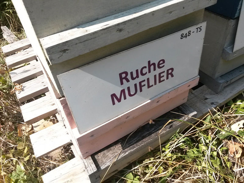 La ruche Muflier