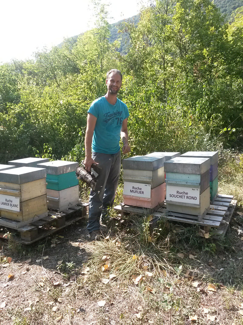 La ruche Muflier