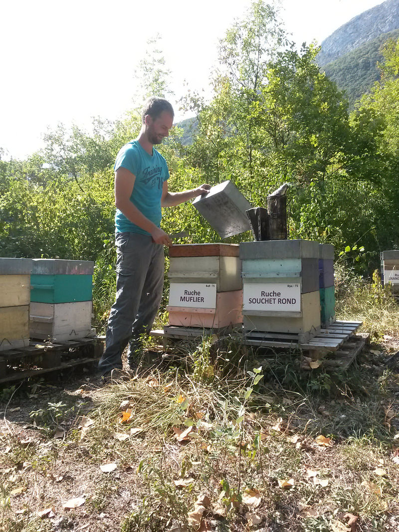 La ruche Muflier
