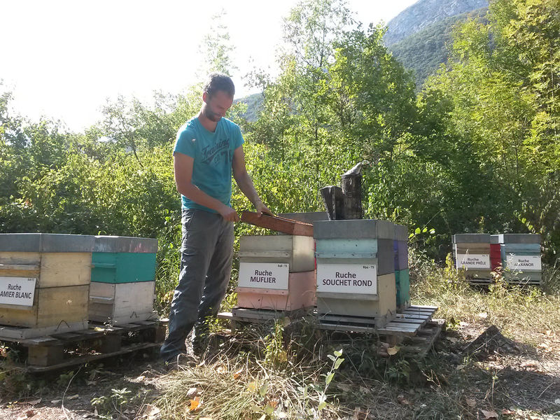 La ruche Muflier