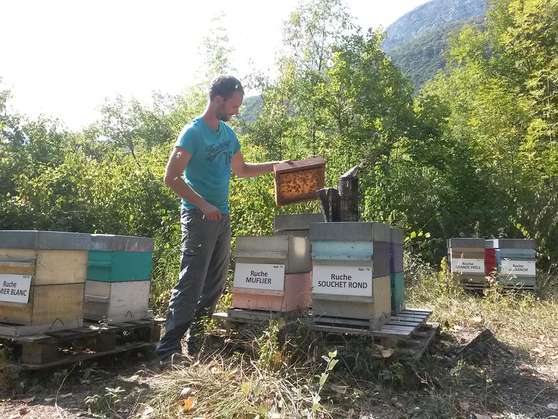 La ruche Muflier