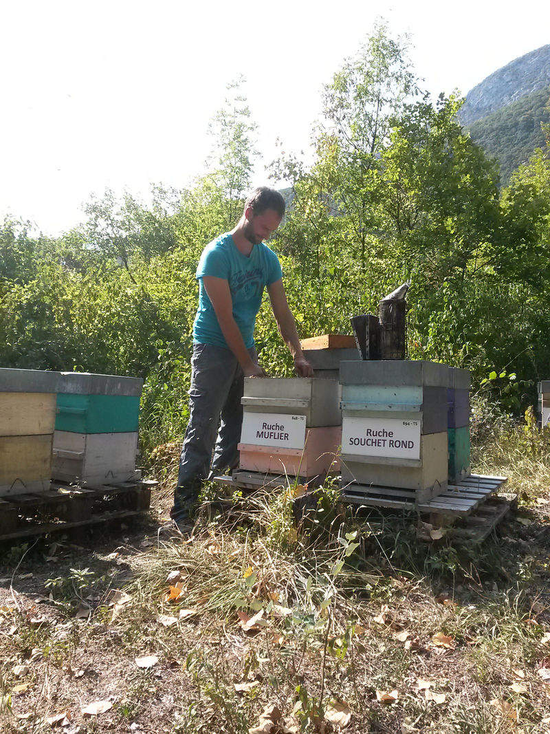 La ruche Muflier