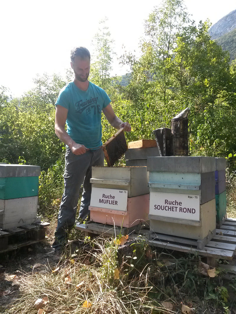 La ruche Muflier