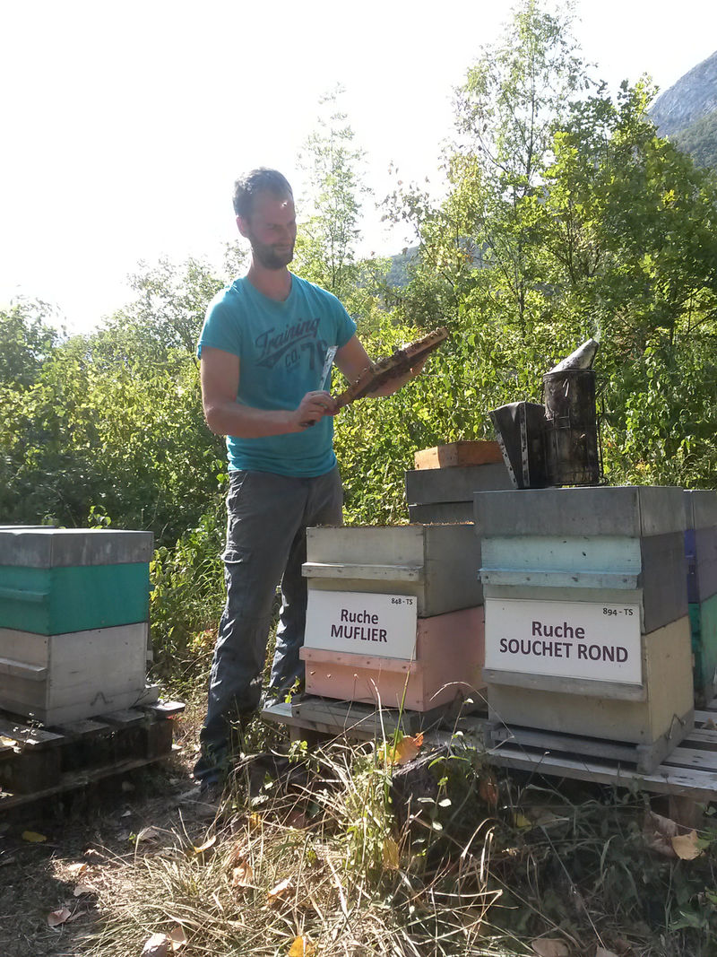 La ruche Muflier